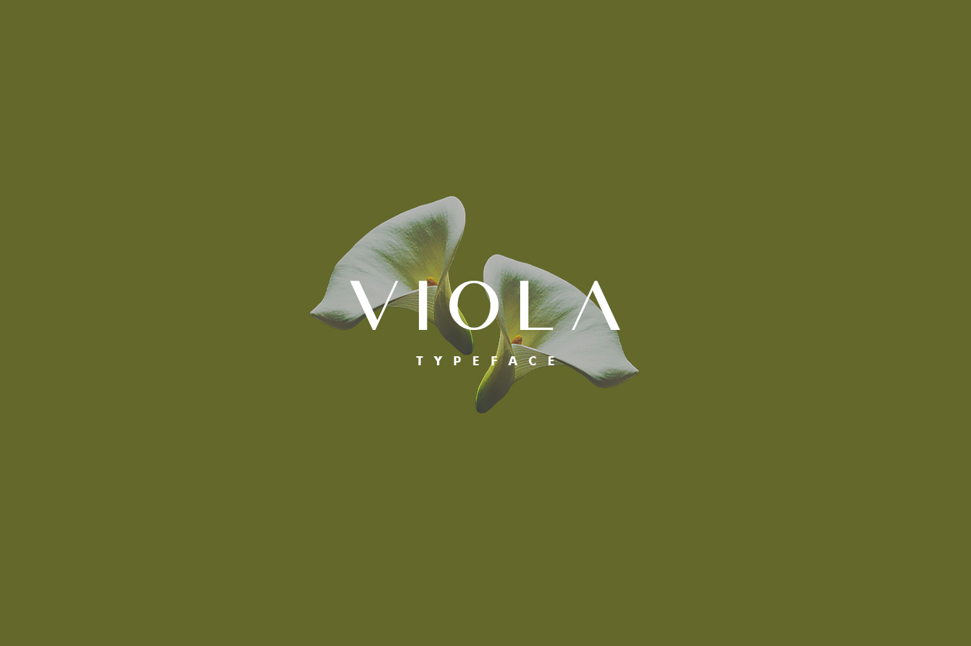 폰트 Viola
