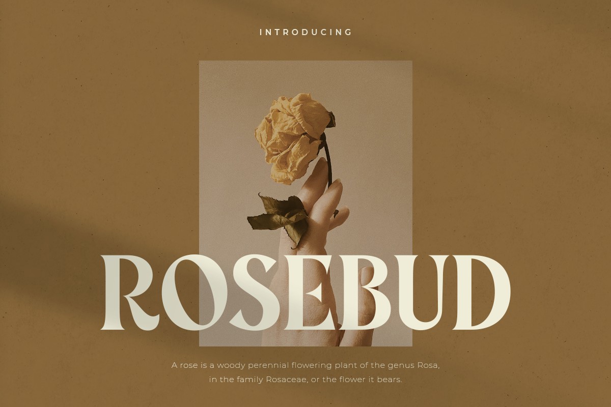 폰트 Rosebud